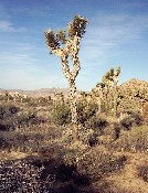 52 Joshua Trees.JPG (64275 bytes)