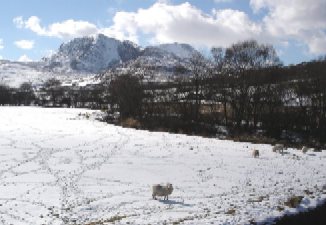 Cadir Idris sheep.jpg (108293 bytes)