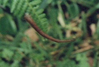 One of many Leeches.jpg (23878 bytes)